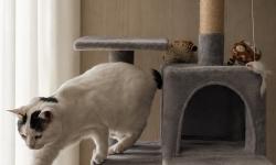 Featured image of post 【8月19日の写真日記】飛び降りるサスケと香箱のチャコとダブったドミトレスク夫人
