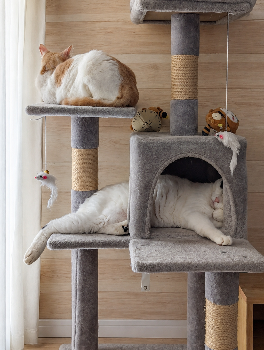 キャットタワーの上段で香箱を組むクリーム茶のチャコと、下段の箱の中で体を伸ばす白猫のサスケ