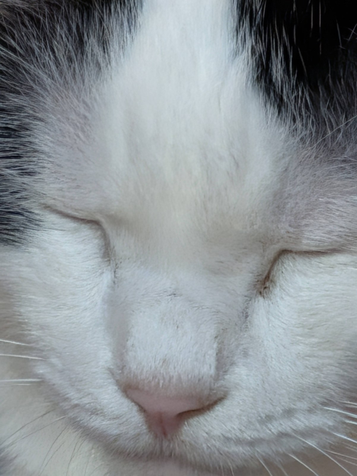 目を閉じて眠る白猫サスケの顔のアップ。頭のまわりは黒い毛