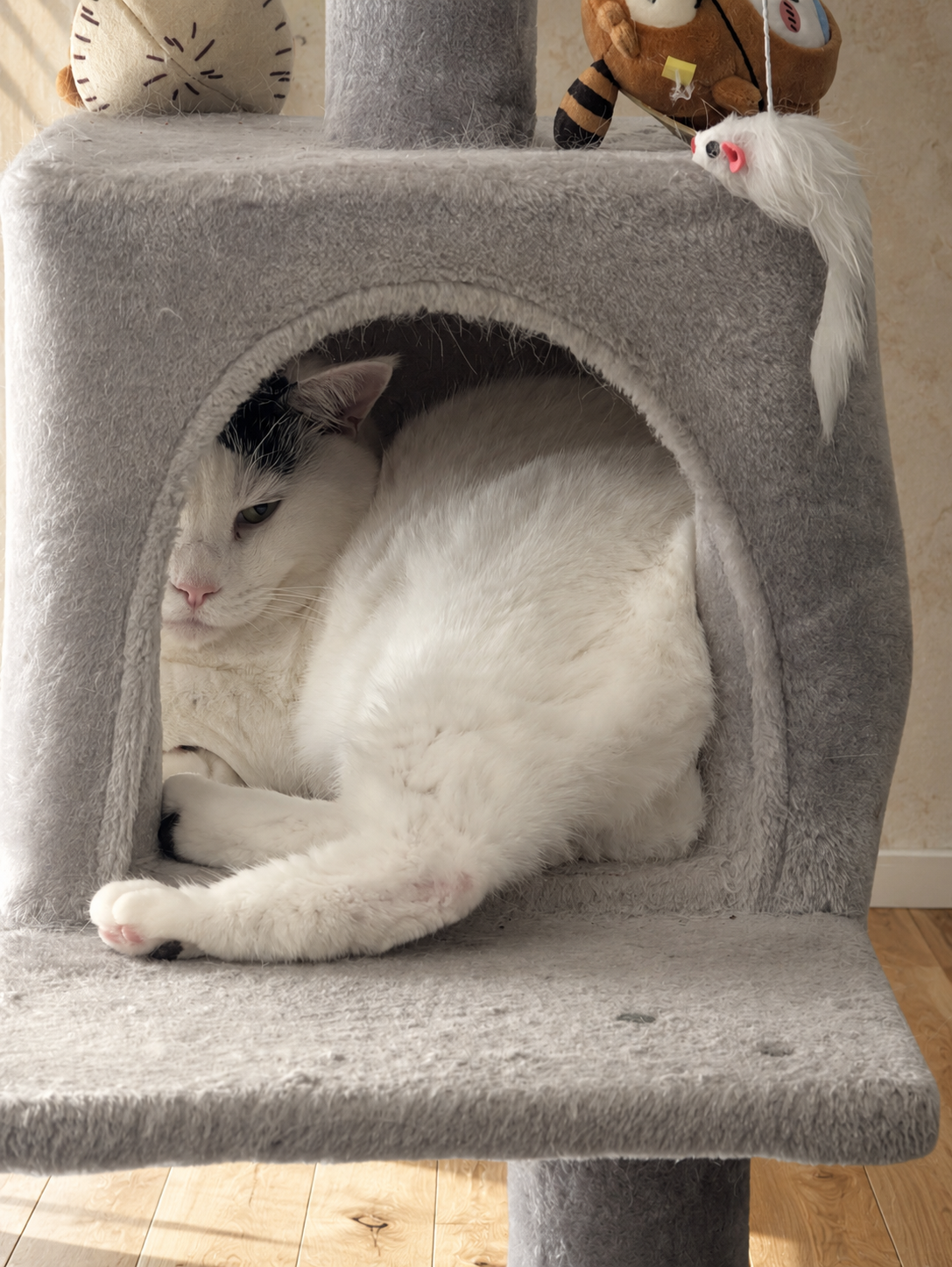 キャットタワー下段の箱の中で丸くなる白猫のサスケ。頭の黒い毛が見え、後ろ足が箱の外にはみ出している