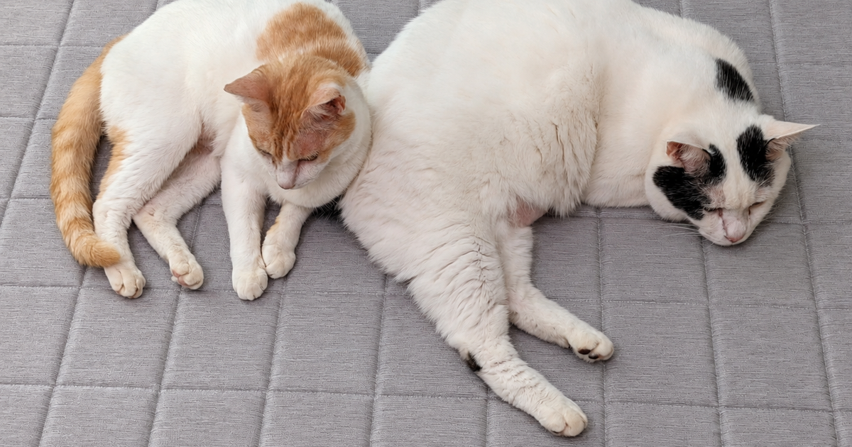 Featured image of post 【8月24日の写真日記】ラグでくっついて眠る二匹と5組待ちのオリーブの丘