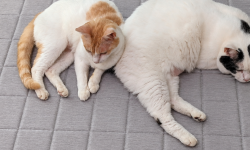 Featured image of post 【8月24日の写真日記】ラグでくっついて眠る二匹と5組待ちのオリーブの丘