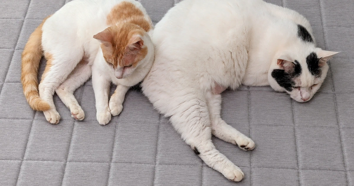 Featured image of post 【8月24日の写真日記】ラグでくっついて眠る二匹と5組待ちのオリーブの丘