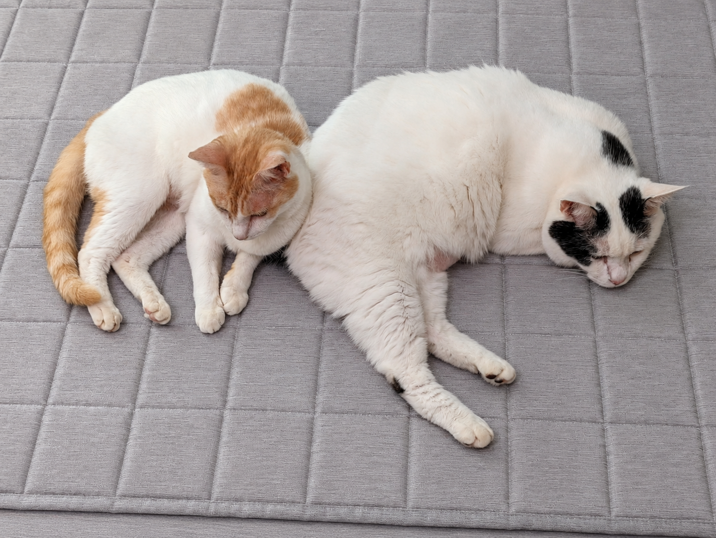 ラグの上でくっついて眠るチャコとサスケ
