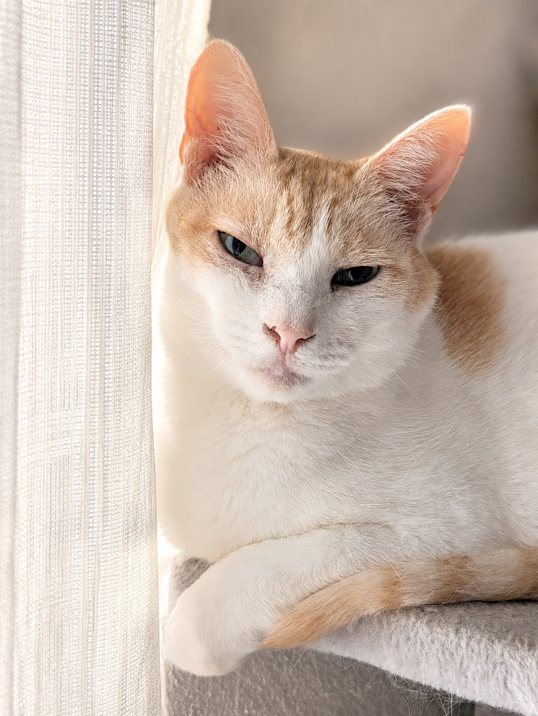 キャットタワーの上でカーテンの脇から半目でこちらを見るチャコ