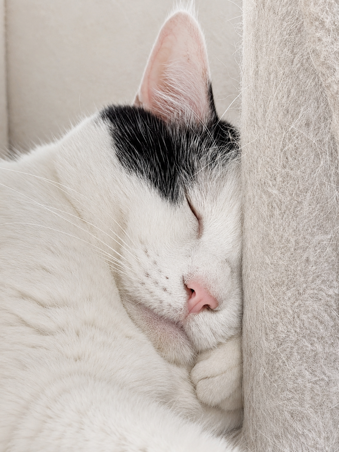 キャットタワーの壁に顔を押しつけて眠るサスケ