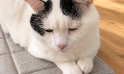 Featured image of post 【9月2日の写真日記】おじいちゃん顔のサスケと、昨日と同じ場所のチャコ