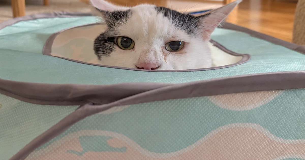 Featured image of post 【9月4日の写真日記】隠れているつもりのサスケと、冷蔵庫の余り物が全部出てくる夕食