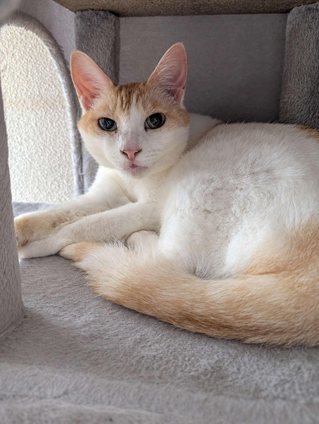 キャットタワーの小部屋で香箱を組み、こちらを見つめるチャコ