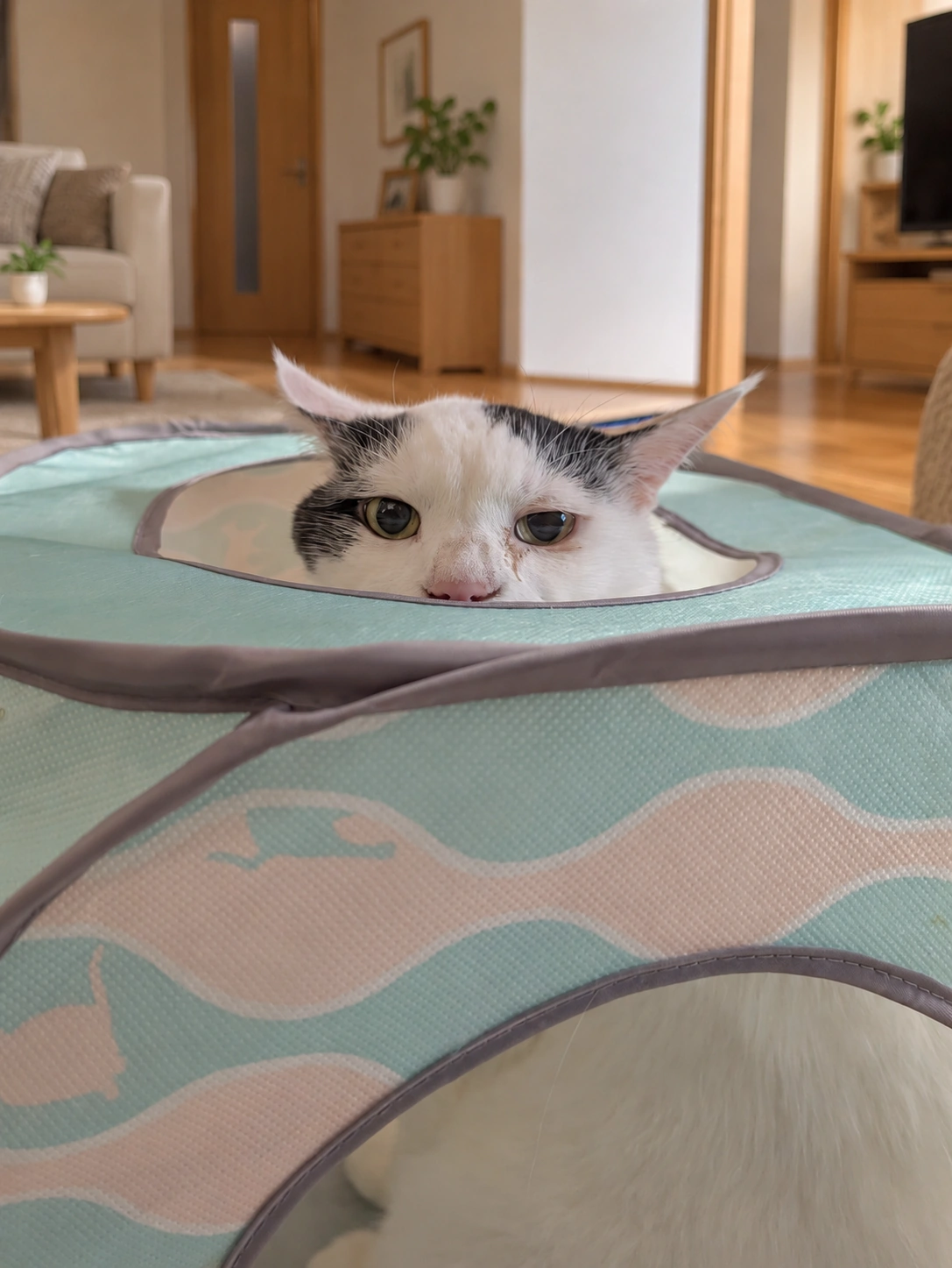 水色とピンクの波模様のキャットハウスの穴から顔だけ出しているサスケ