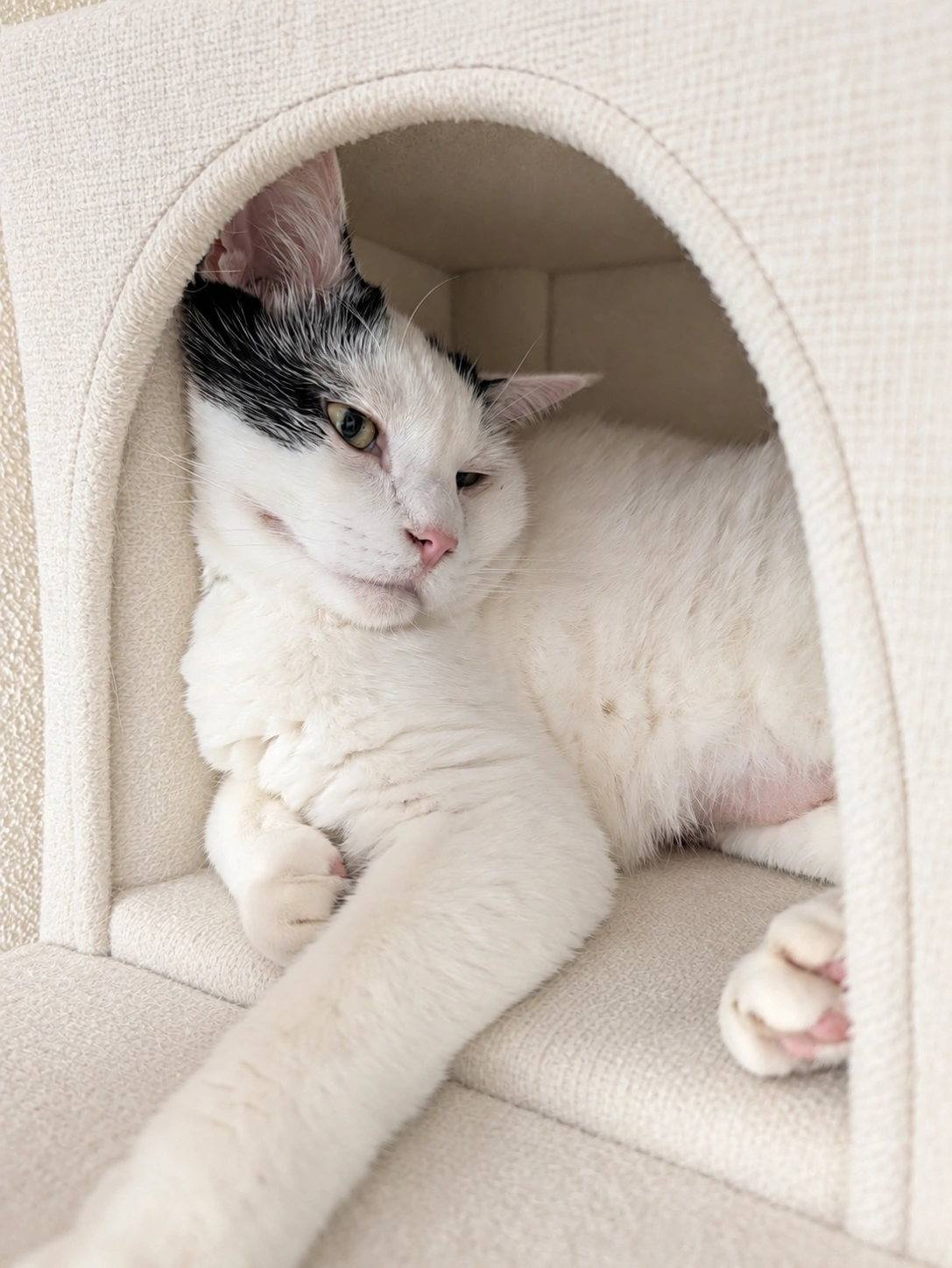 キャットタワーの小部屋で前足を伸ばして休むサスケ