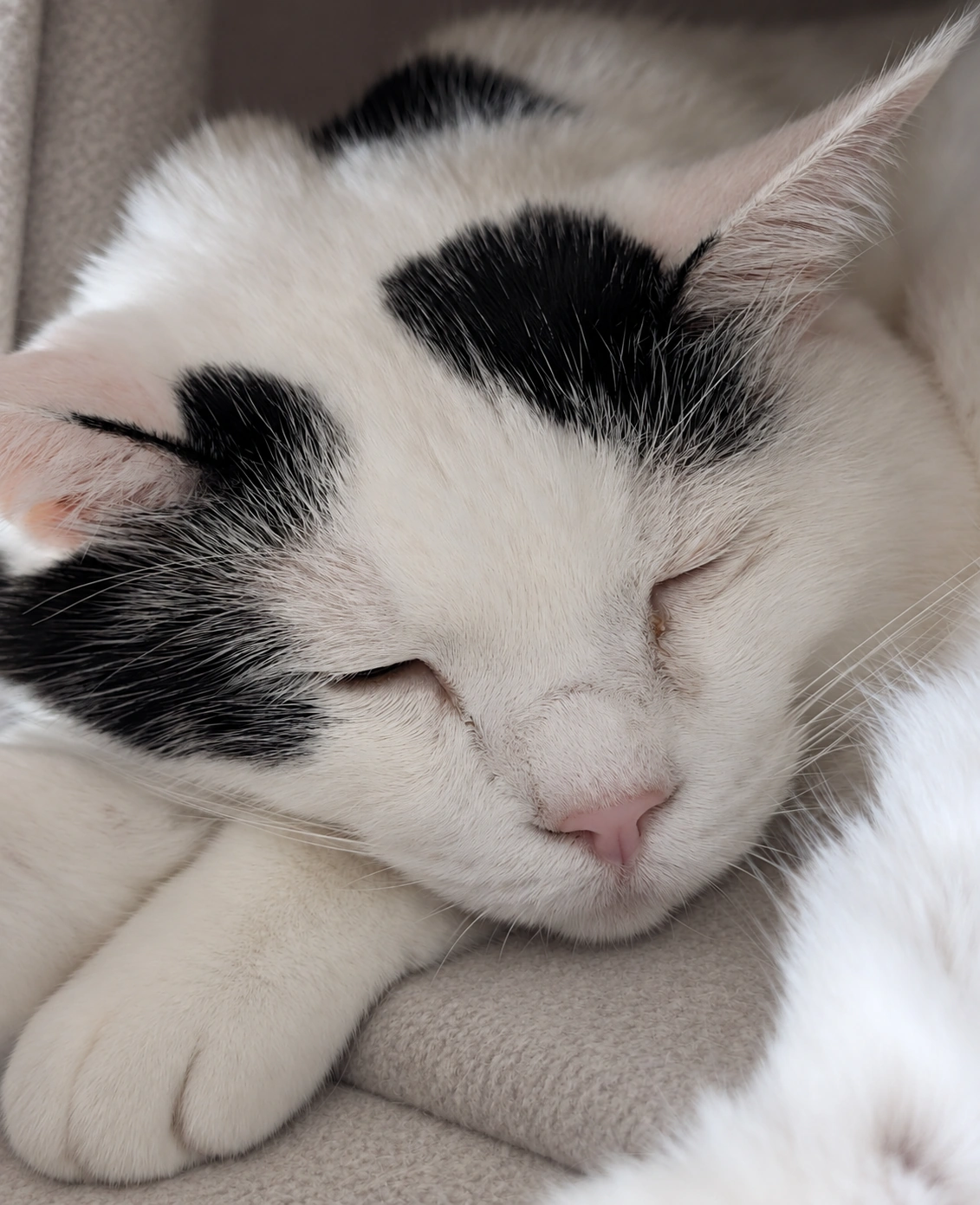 キャットタワーで目を閉じて眠るサスケの寝顔