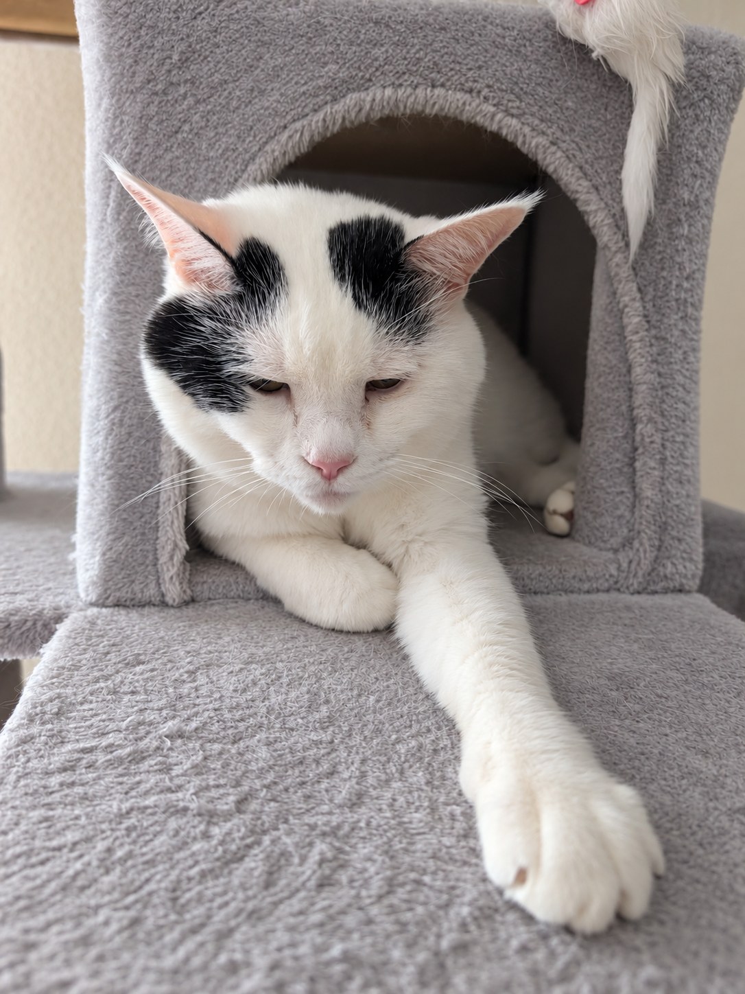 キャットタワーの箱から前足を伸ばしてくつろぐ白黒のサスケ