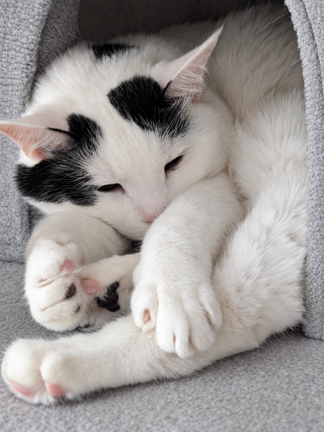 キャットハウスで手足を交えて丸くなる白黒のサスケ（布と明るさ、目・鼻周りはAIで加工）