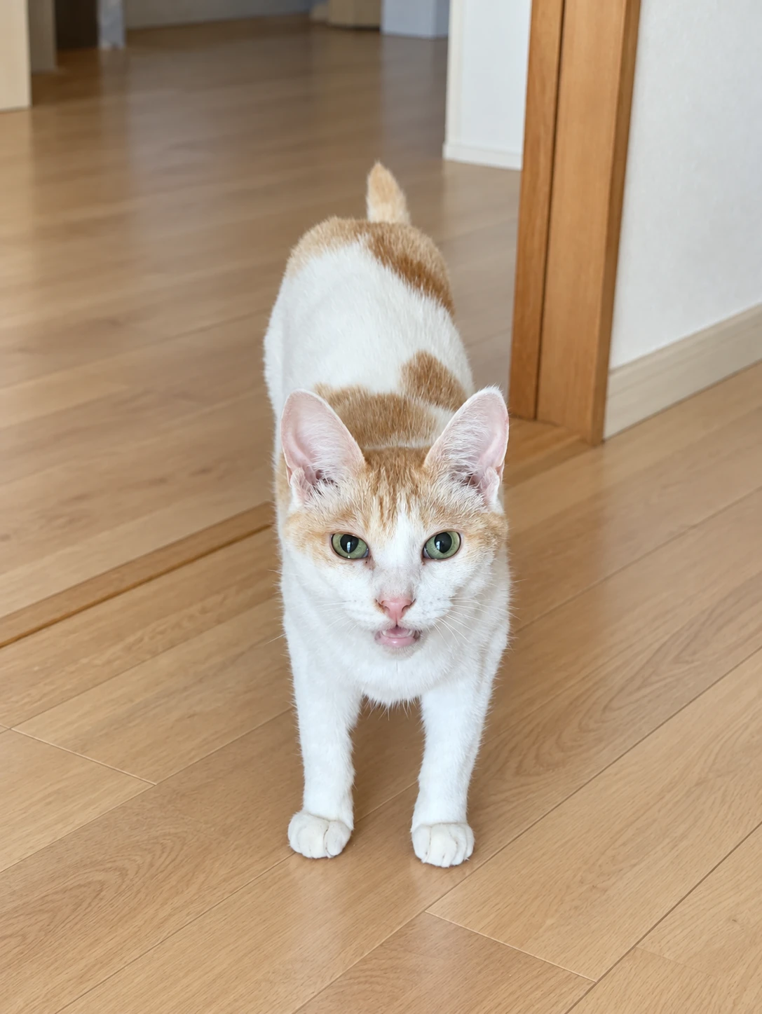 床に立ち、こちらを見ながら鳴く茶白のチャコ（背景と目・鼻周りはAIで加工）