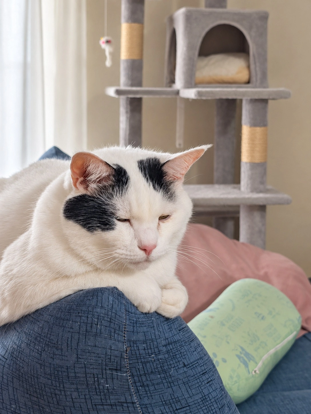 ソファーの上で前足をそろえてウトウトする白黒のサスケ。後ろのキャットタワーにはチャコ(背景と目・鼻周りはAIで加工)