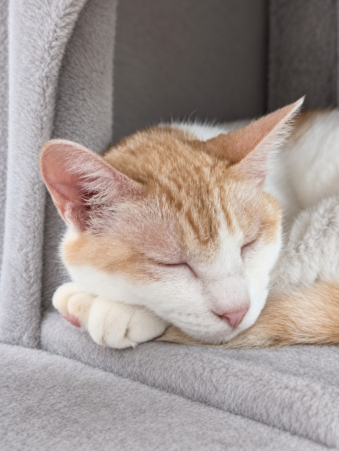 キャットタワーで前足に顔を寄せて眠る茶白のチャコ(周囲の布と目・鼻周りはAIで加工)