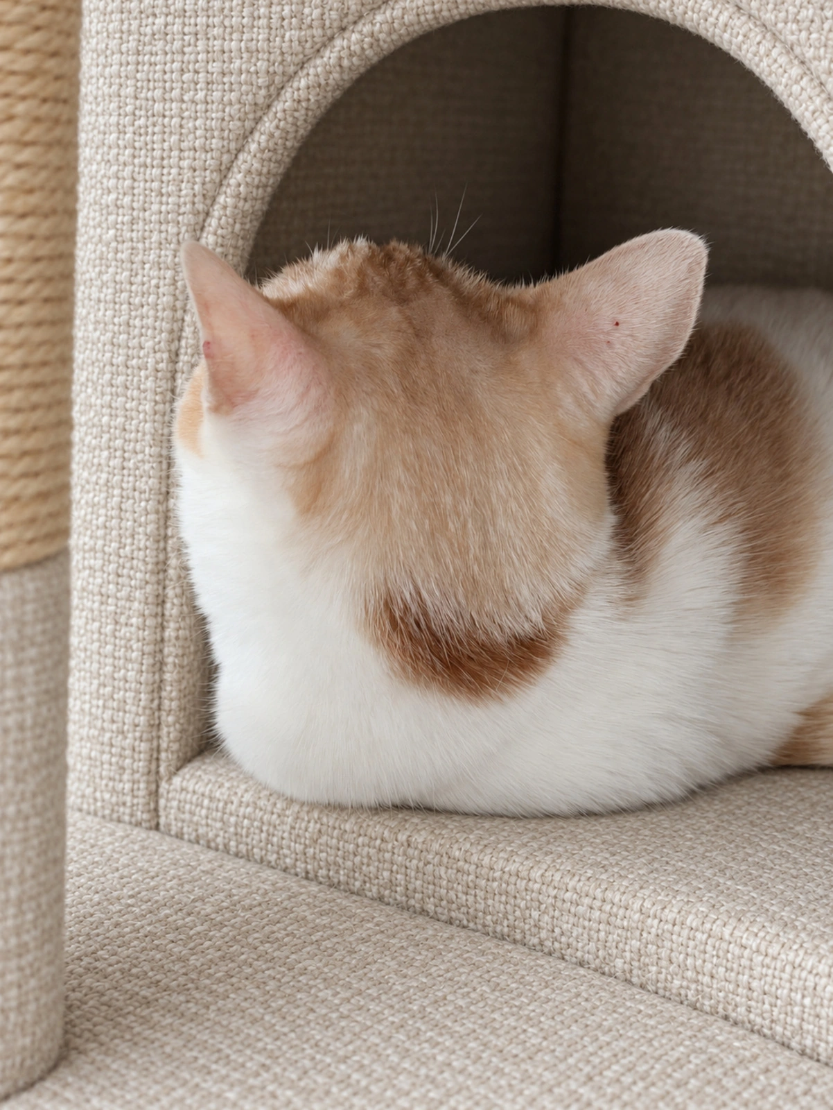 キャットハウスで背中を向けるチャコ(ハウスの布はAIで加工)