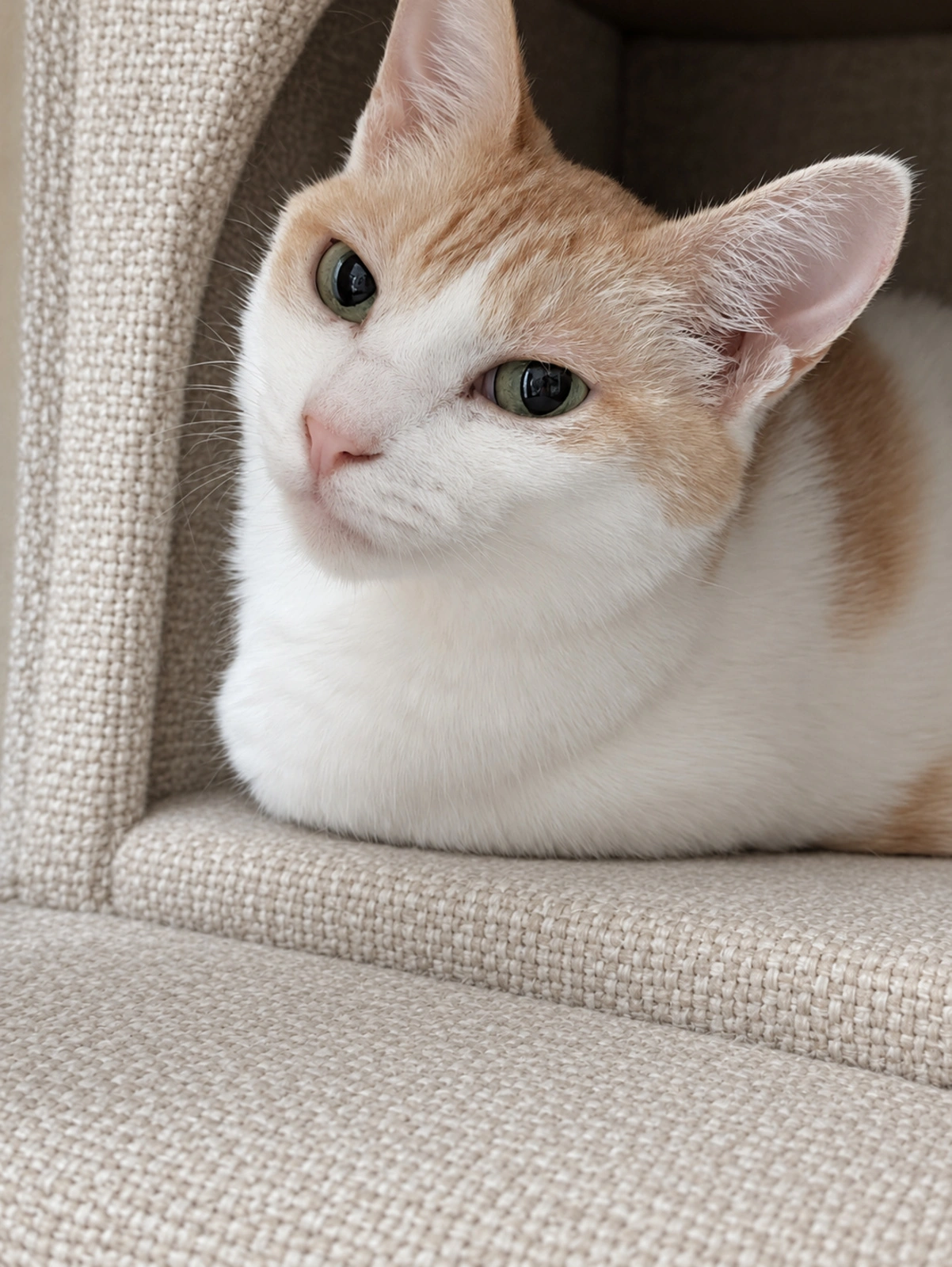 こちらを振り向いたチャコの顔(ハウスの布と目・鼻周りはAIで加工)