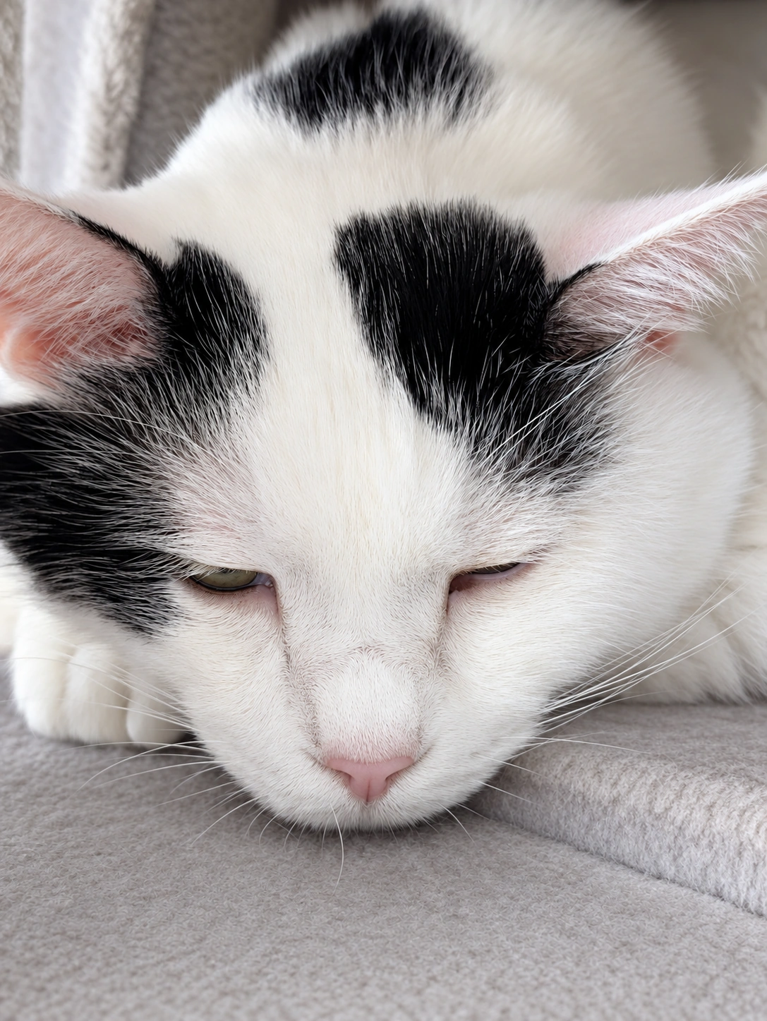 キャットタワーで半目のまま寝ているサスケの顔のアップ(布と目・鼻周りはAIで加工)