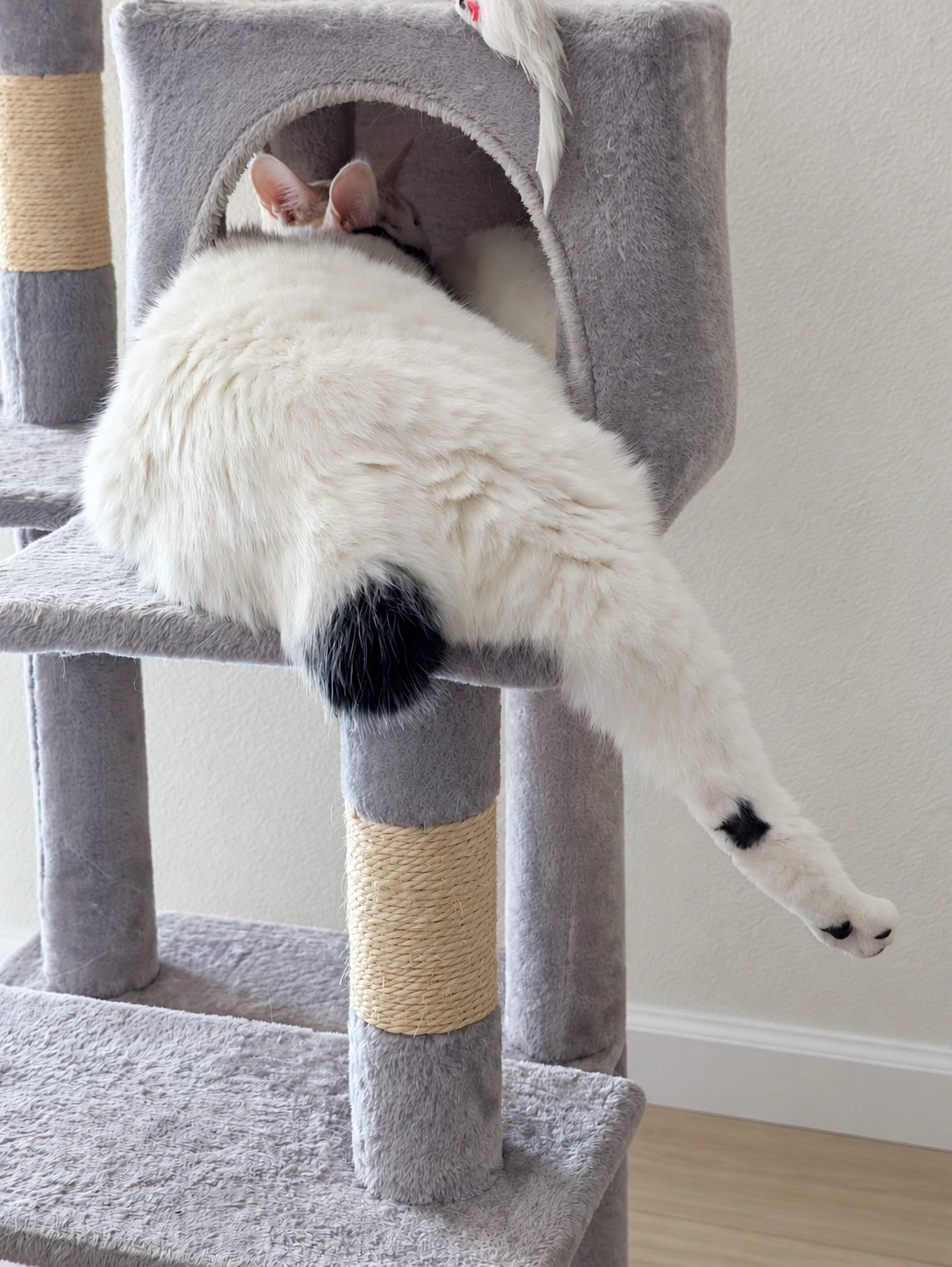 キャットタワーからお尻と後ろ足がはみ出している白黒のサスケ（背景はAIで加工）
