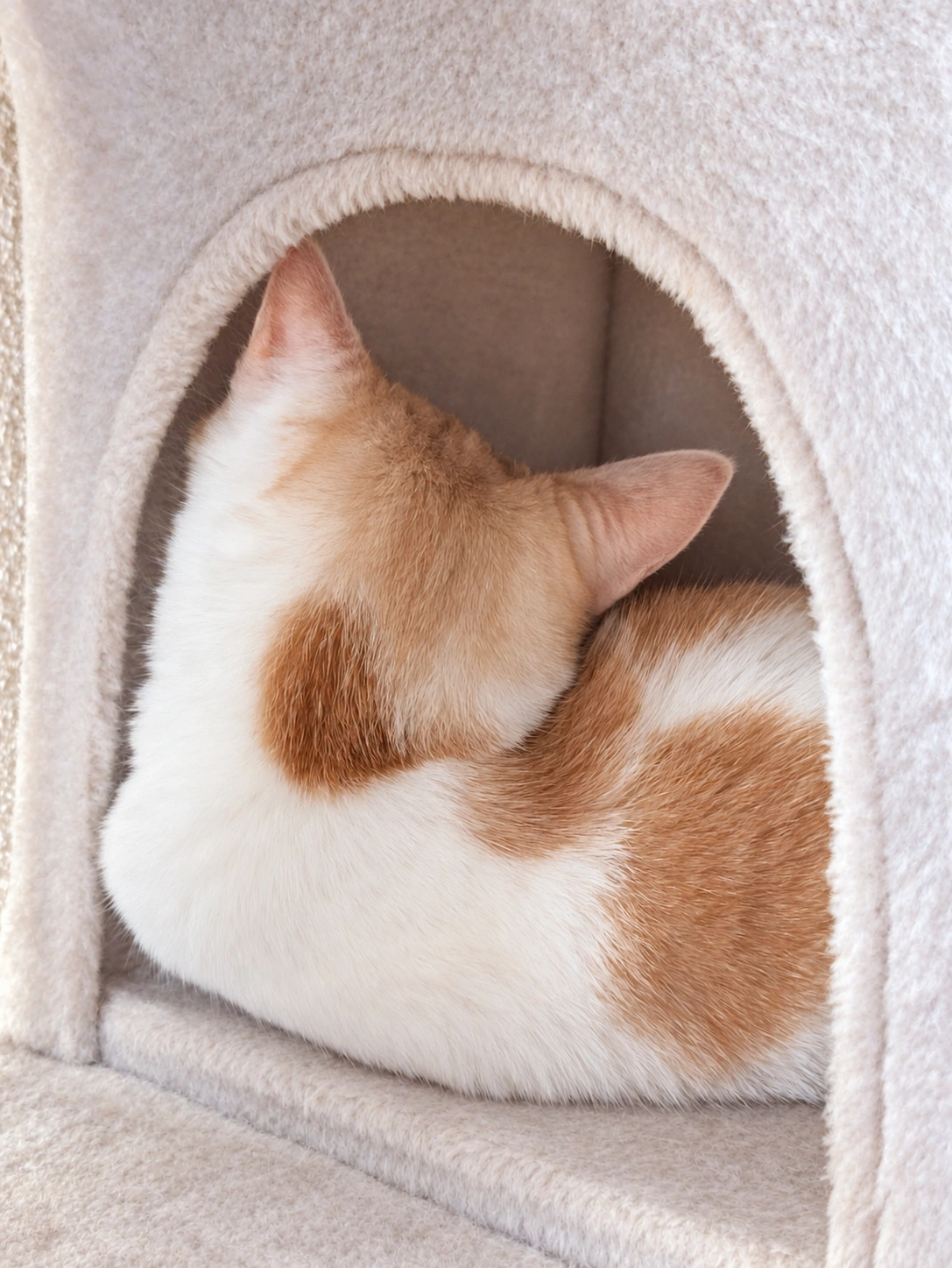 キャットタワーの穴の中で奥に顔を向けて丸まる茶白のチャコ(布地と明るさをAIで加工)