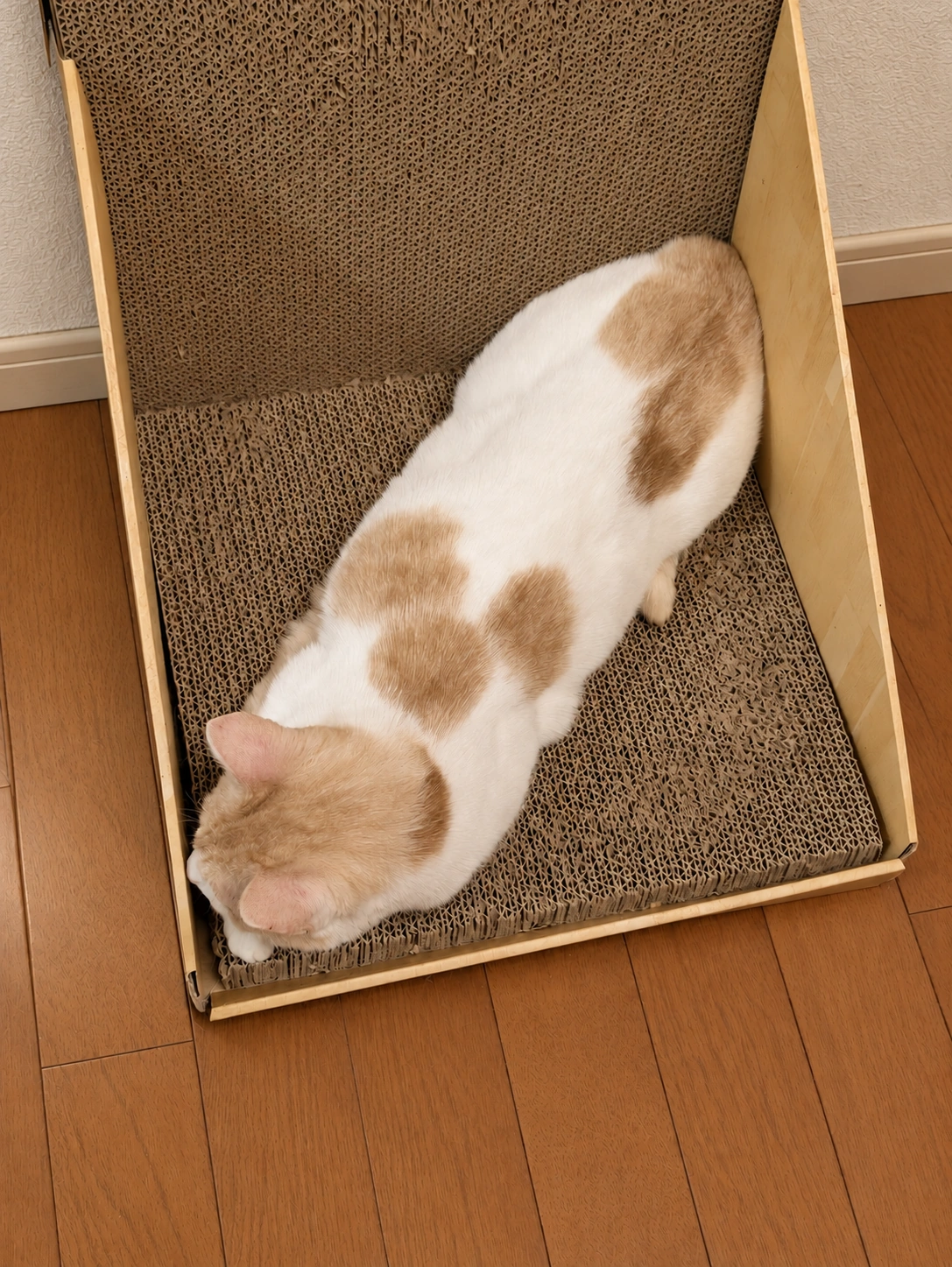 お気に入りの爪とぎで斜めに座る茶白のチャコ(周囲の床・小物と夜の室内照明をAIで調整)