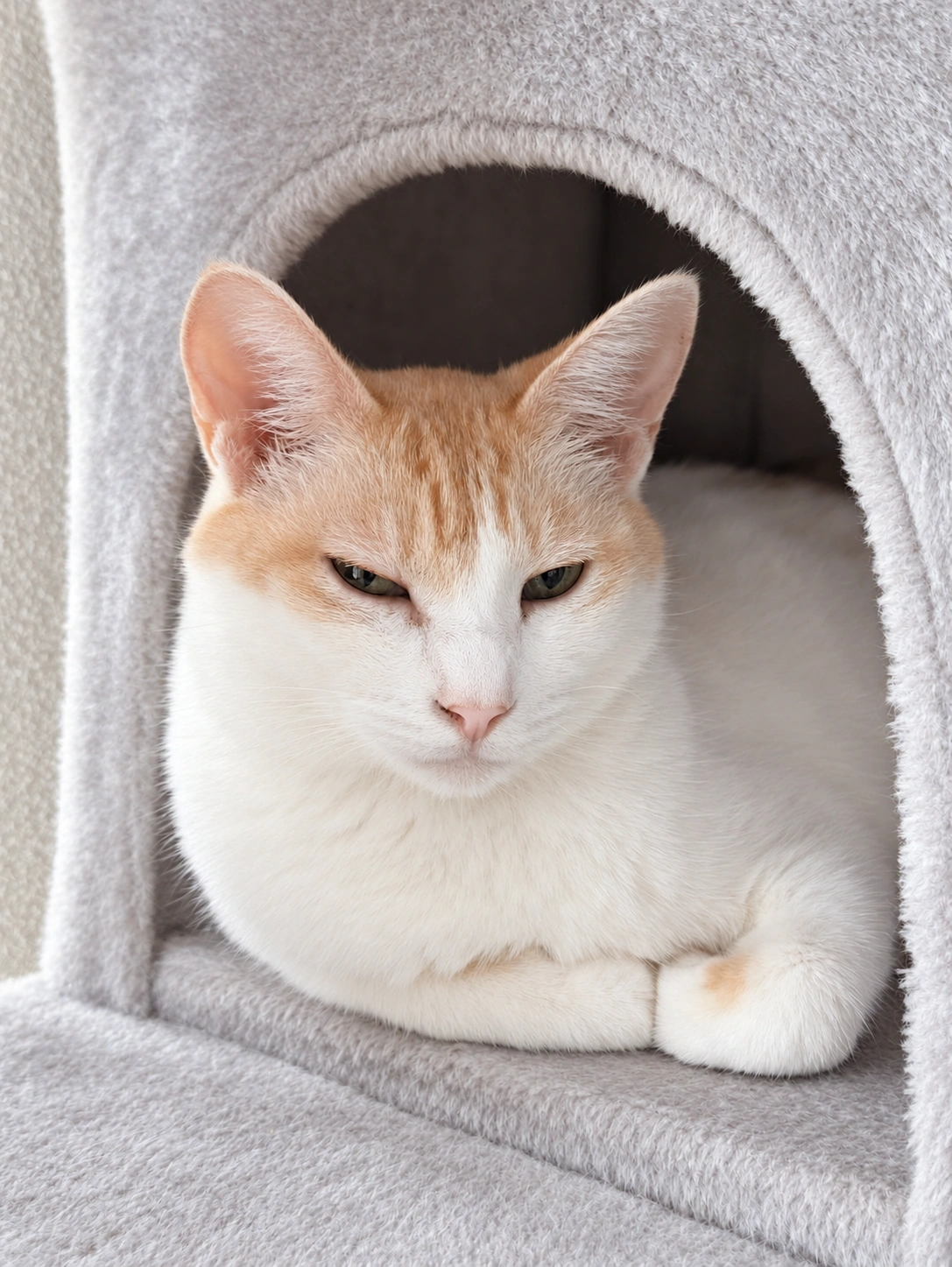 キャットハウスで前足をそろえて休む茶白のチャコ